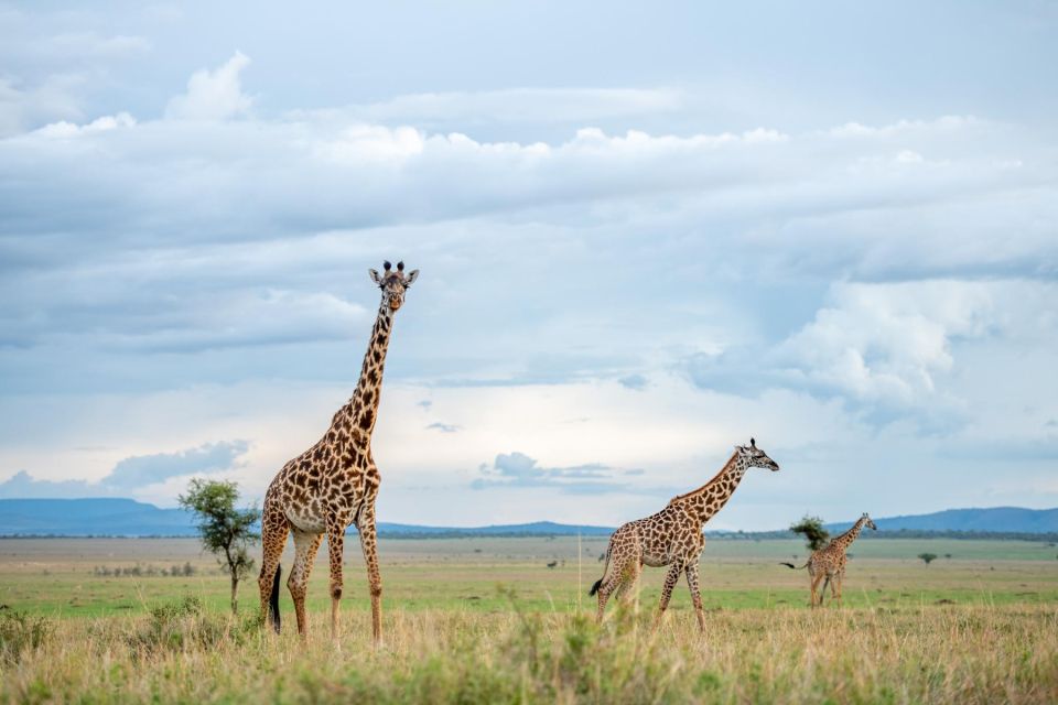 Private Full Day Safari Adventure in Addo National Park - Just The Basics