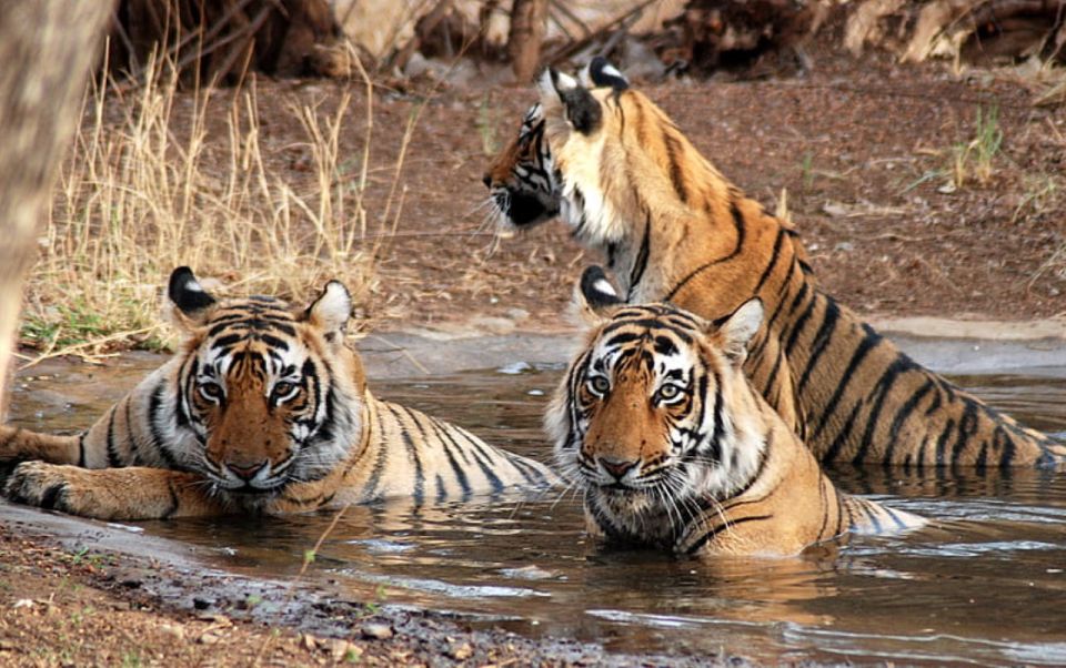 Private Guided Ranthambore National Park Tour From Jaipur - Key Points