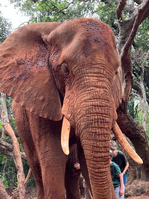 Private Johannesburg Elephant & Monkey Sanctuary Half Day - Just The Basics