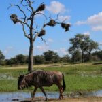 private kruger national park tour Private Kruger National Park Tour