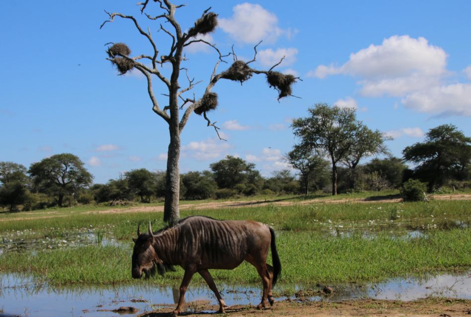 private kruger national park tour Private Kruger National Park Tour