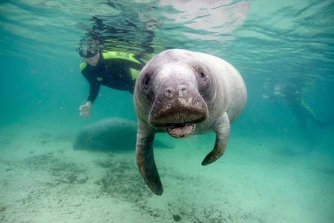 Private Manatee Swim for up to 6 With In-Water Divemaster/Photographer - Just The Basics