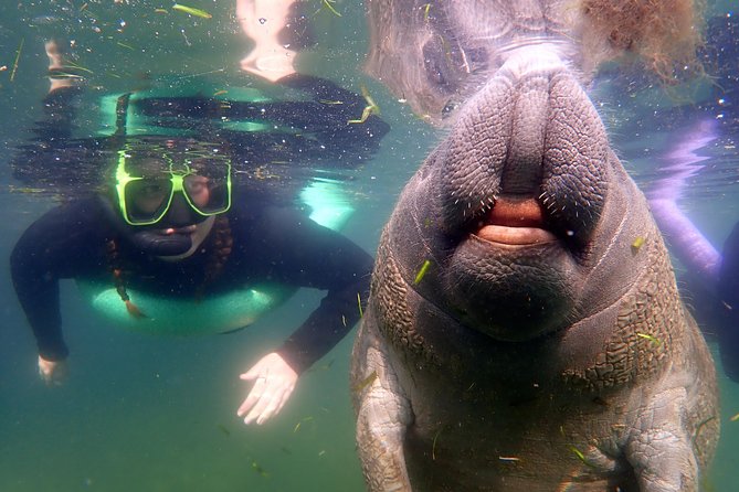 Private OG Manatee Snorkel Tour With Guide for up to 10 People - Just The Basics