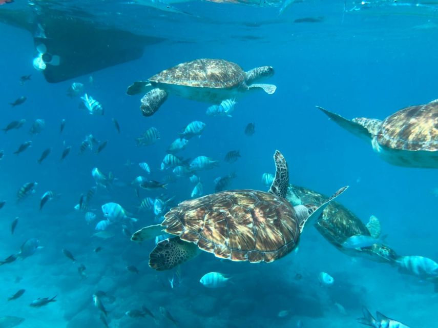 Private Snorkel Experience With Sea Turtle for Cruisers - Booking Details