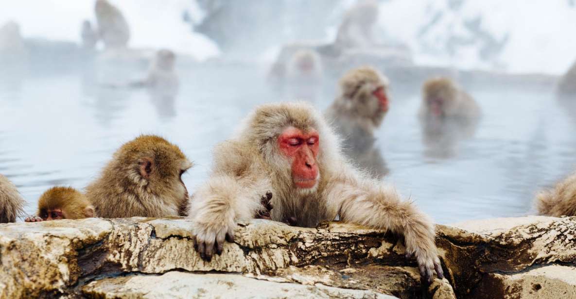 Private Snow Monkey Tour: From Nagano City / Ski Resorts - Key Points