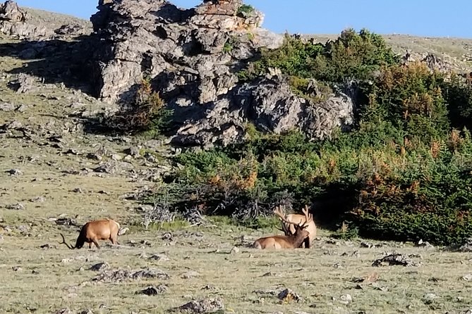 Private Three Hour Afternoon Custom Tour of Rocky Mountain National Park - Key Points