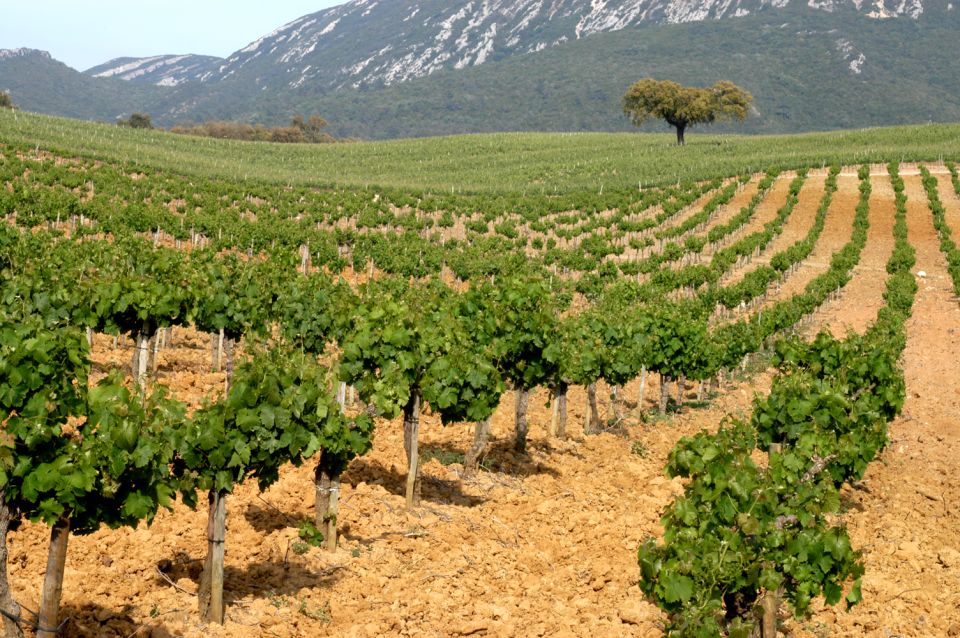 Private Tour - Arrábida & Azeitão Wine Region - Key Points