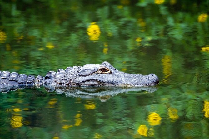 Private Tour: Florida Everglades Airboat Ride and Wildlife Adventure - Just The Basics
