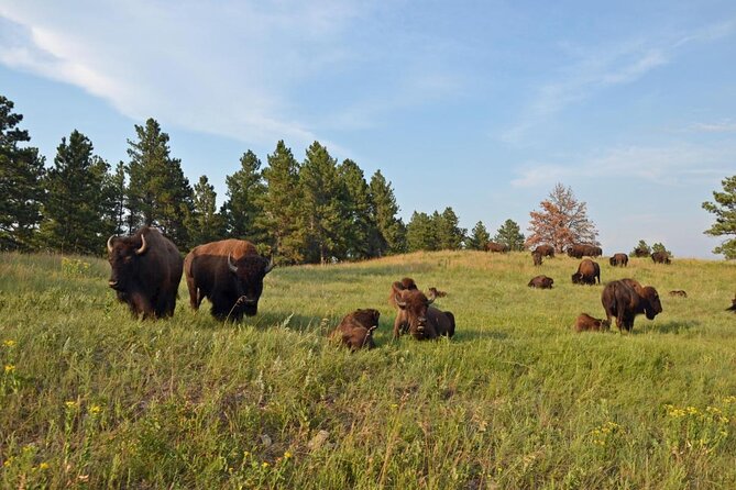 Private Tour of Mount Rushmore, Crazy Horse and Custer State Park - Key Points