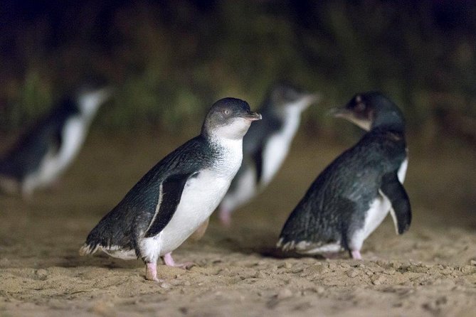 Private Tour: Phillip Island, Penguin Parade and Moonlit Sanctuary Conservation Park From Melbourne - Key Points