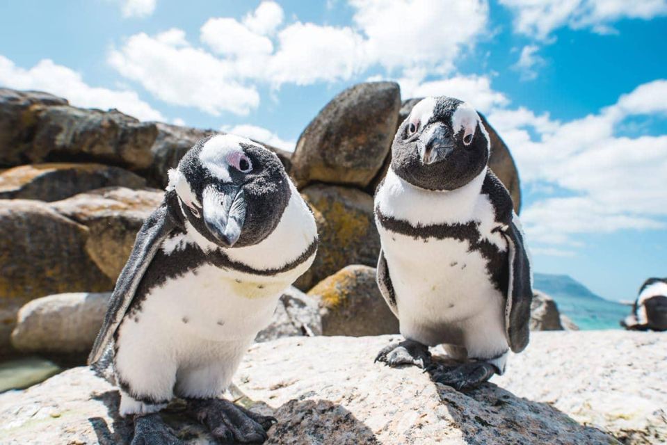 Private Tour: Swim With Penguins at Boulders Beach - Just The Basics