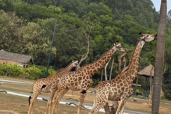 Private Tour to Chimelong Safari Park Zoo and Circus in Guangzhou - Key Points