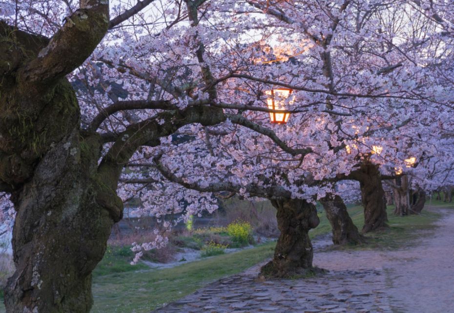 Private & Unique Hiroshima Cherry Blossom Sakura Experience - Just The Basics