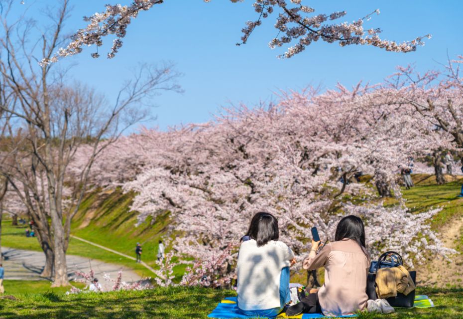 Private & Unique Nagasaki Cherry Blossom "Sakura" Experience - Just The Basics