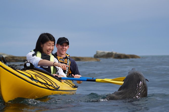 Private Wildlife Kayaking Tour - Kaikoura - Key Points