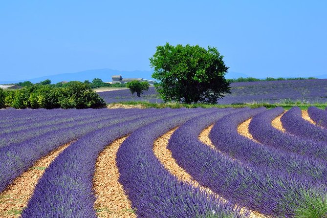 Provence Lavender Fields Tour in Valensole From Marseille - Just The Basics