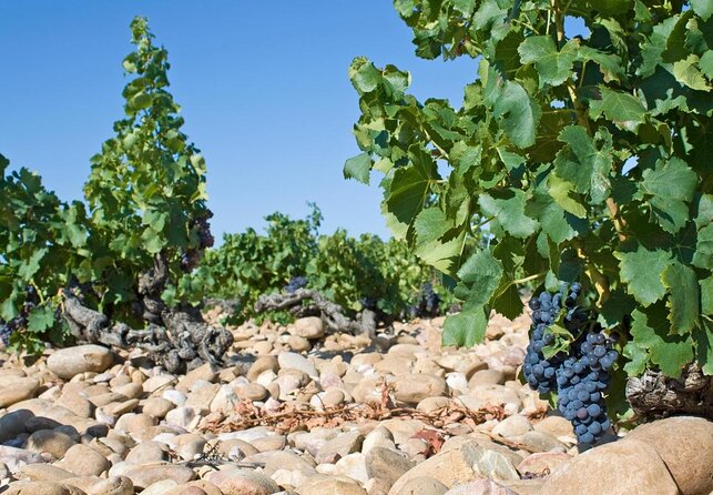 Provence Small Group Wine Full Day Tour in Chateauneuf Du Pape Vineyard From Aix - Key Points