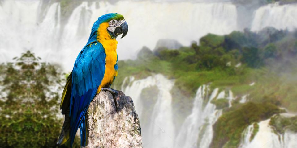 Puerto Iguazu: Iguaza Falls Brazilian Side & Bird Park Tour - Key Points