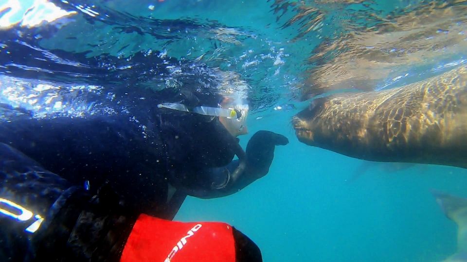 Puerto Madryn: 3-Hour Snorkeling Trip With Sea Lions - Key Points
