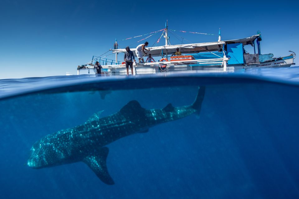 Puerto Princesa: Swim With Whale Sharks Boat Cruise - Key Points