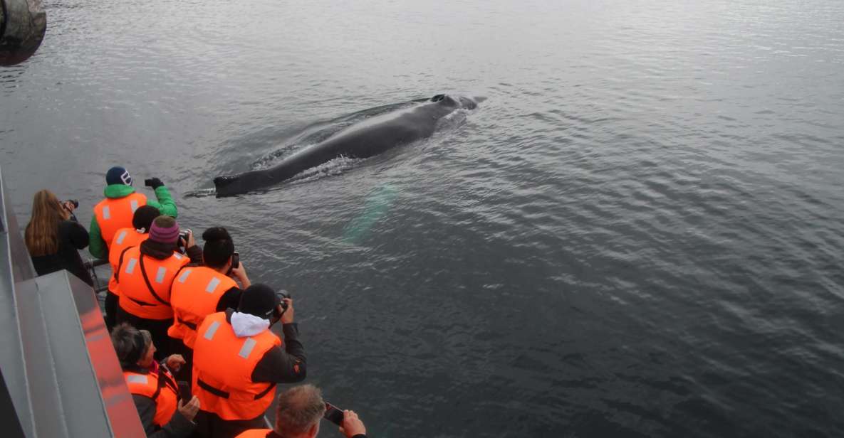 Punta Arenas: Full-Day Whales, Penguins, and Glaciers Tour - Key Points