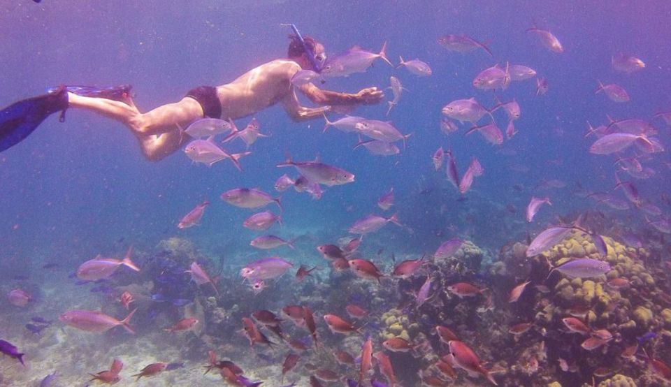 Punta Cana: Catalina Island Full-Day Snorkeling Tour - Key Points