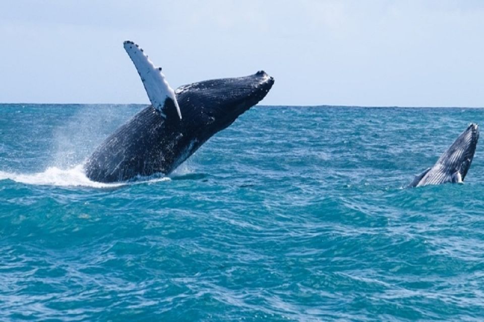 Punta Cana: Whale Watching Sanctuary Experience - Just The Basics