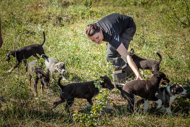 Puppy Training Experience at a Husky Farm in Tromso - Key Points