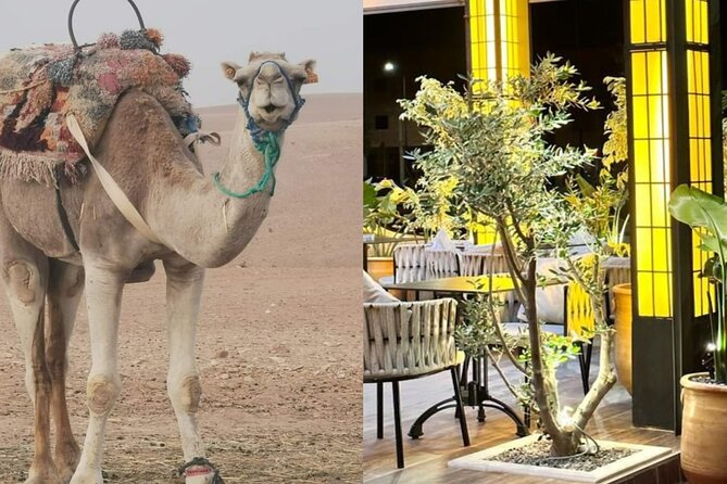 Quad Bike & Camel Ride Agafay & Dinner at Chouf L'Or Restaurant - Key Points