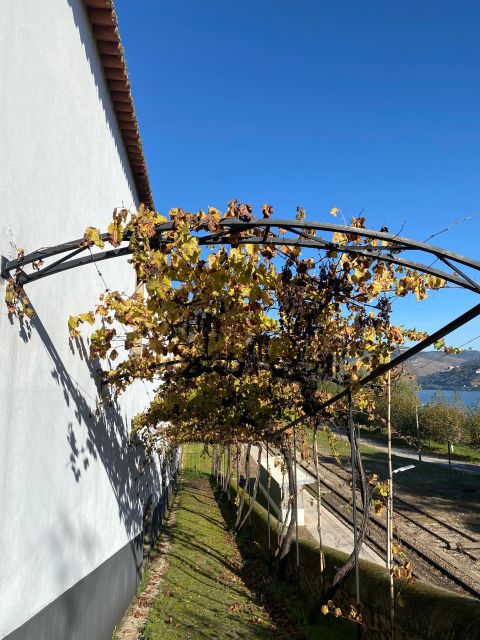 Quinta Dos Murças: Train, Walking, Lunch and Wine Tasting - Key Points