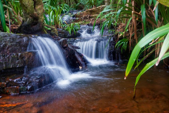 Rainforest Night Walk in Surfers Paradise (Mar ) - Key Points