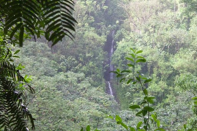 Rainforest Waterfall Trail and Shuttle Service - Just The Basics