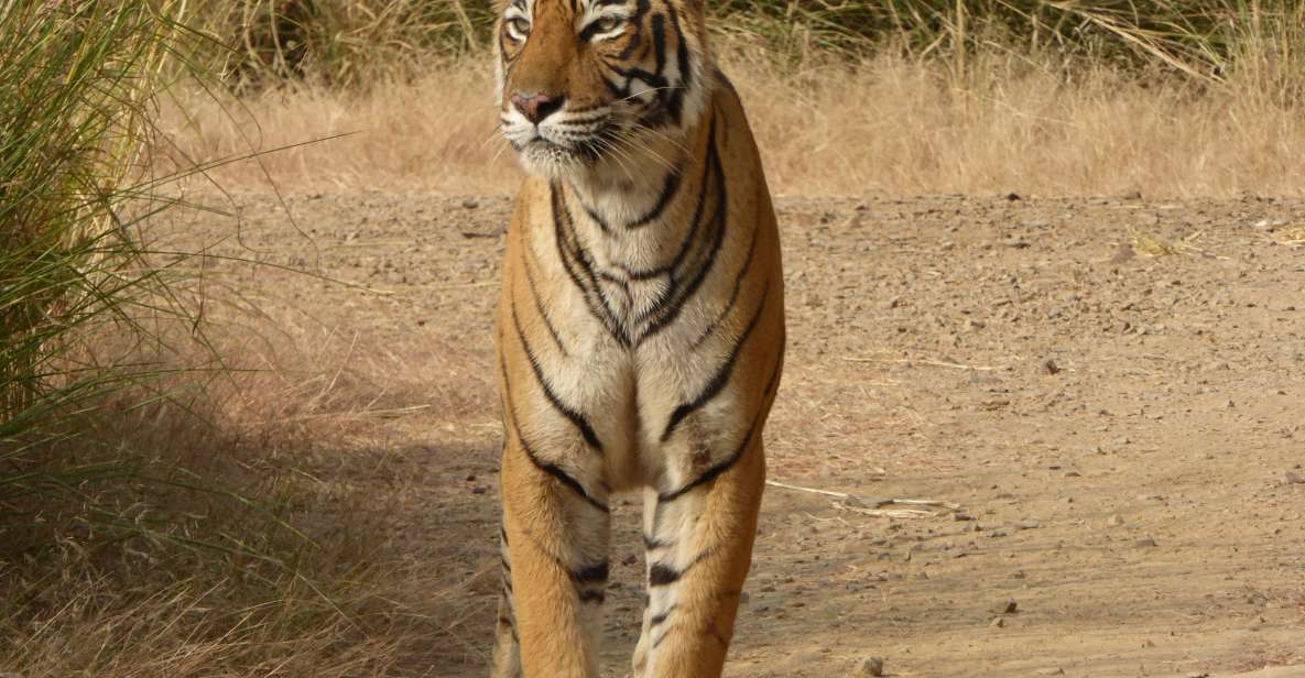 ranthambore national park Ranthambore National Park