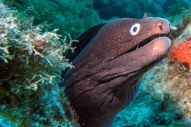 RECREATIONAL DIVE (Certified DIVErs Only) : Explore Canarian Sealife - Just The Basics