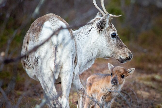 REINDEER CALVING EVENING TRIP - a Peaceful Walk to the CALVING Area - Trip Overview