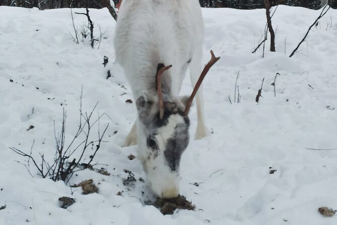 REINDEER FEEDING - Join Us for a Unique Moment With Our REINDEER - Event Details