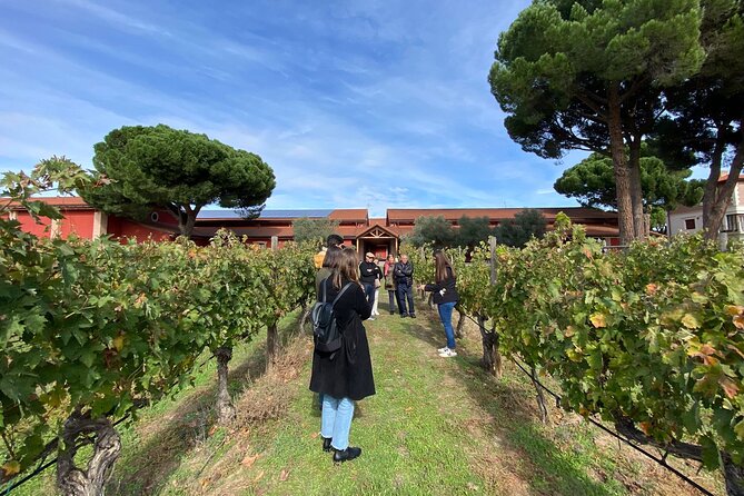 Ribera Del Duero 1 Day Wine Tour in English - Key Points