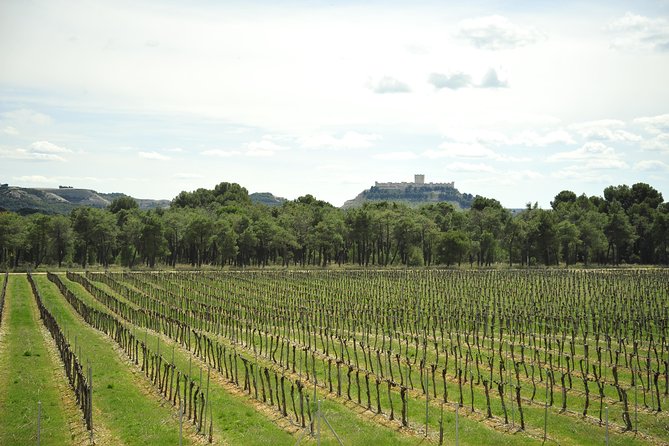 Ribera Del Duero Wineries Guided Tour & Wine Tasting From Madrid - Just The Basics
