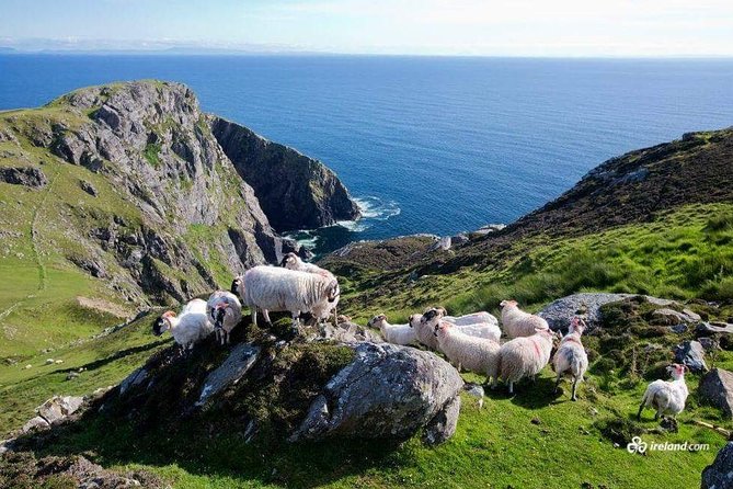 Ring of Kerry & Skellig Ring Private Day Tour - Key Points