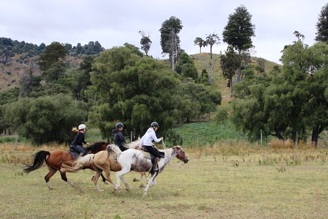 River Valley Stables - Burn The Breeze, Half Day Horse Ride For Riders - Key Points