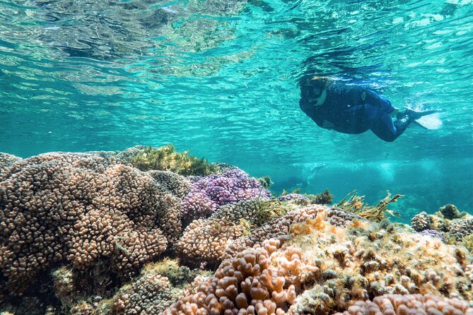 Rottnest Island Guided Snorkel Boat Experience - Key Points