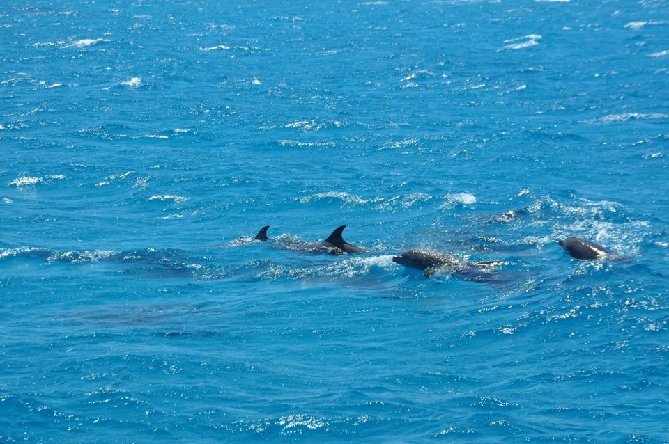 Safaga: Dolphin Watching Boat Tour With Private Transfer - Key Points