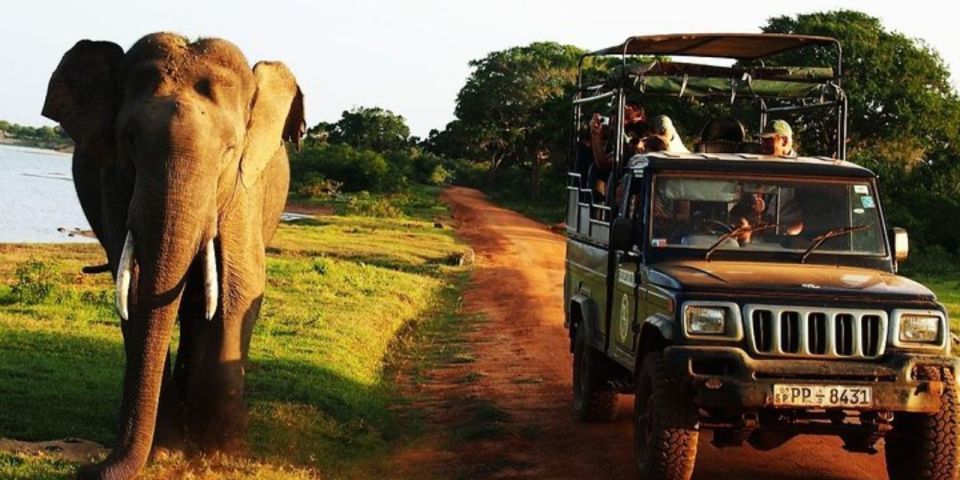 Safari Adventure: Yala National Park Afternoon Expedition" - Key Points