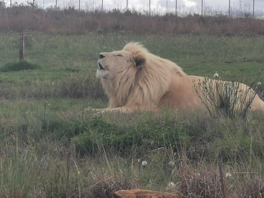 Safari at Lion and Rhino Park / Lesedi Culture Village - Key Points