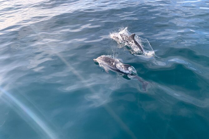 Sailing and Dolphin Watching in Marbella - Just The Basics