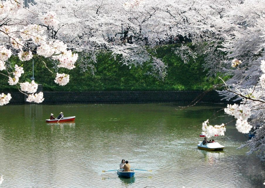 Sakura in Tokyo: Cherry Blossom Experience - Just The Basics