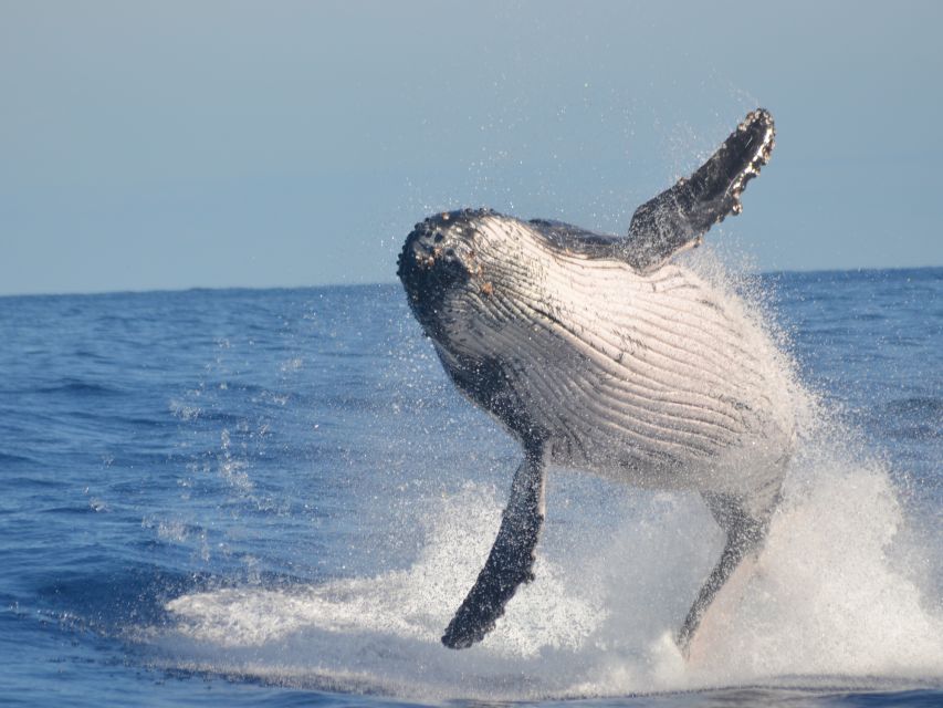 Samaná: Whale Watch, Cayo Levantado & Limón Waterfall Tour - Just The Basics