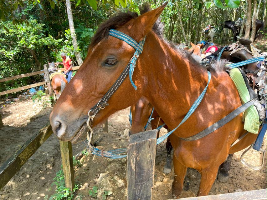 Samana: Whale Watching, Cayo Levantado & El Limon Waterfall - Just The Basics