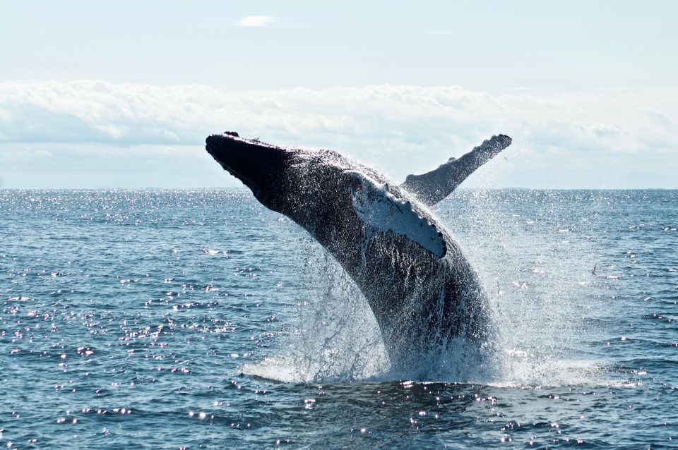 samana whale watching cayo levantado with lunch included Samana: Whale Watching Cayo Levantado With Lunch Included