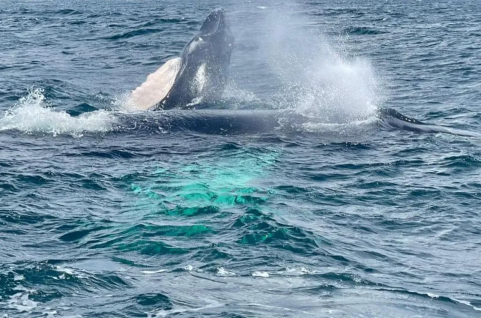 Samana: Whales Cayo Levantado Bacardi Island and Waterfal - Key Points